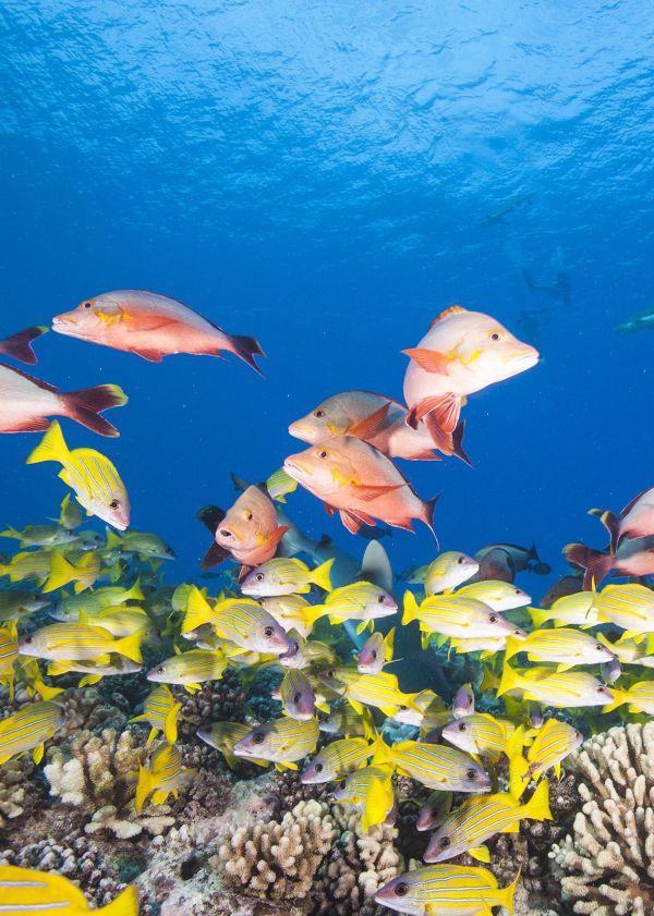 oahu scuba diver certification Honolulu & hawaii 